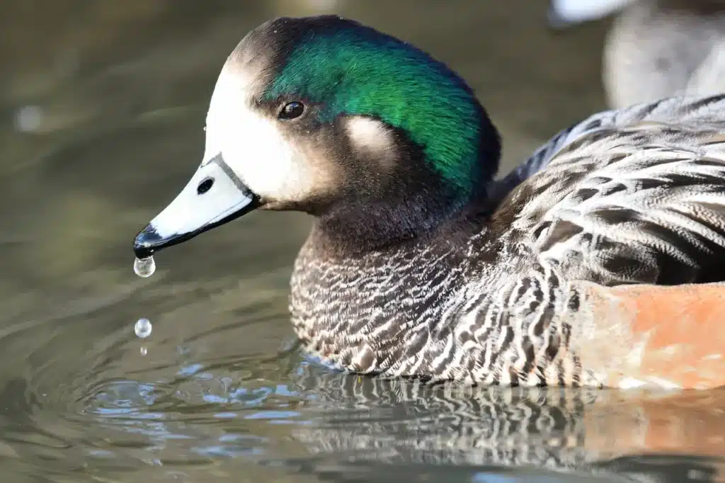 Close up Image of Chiloe Wigeon