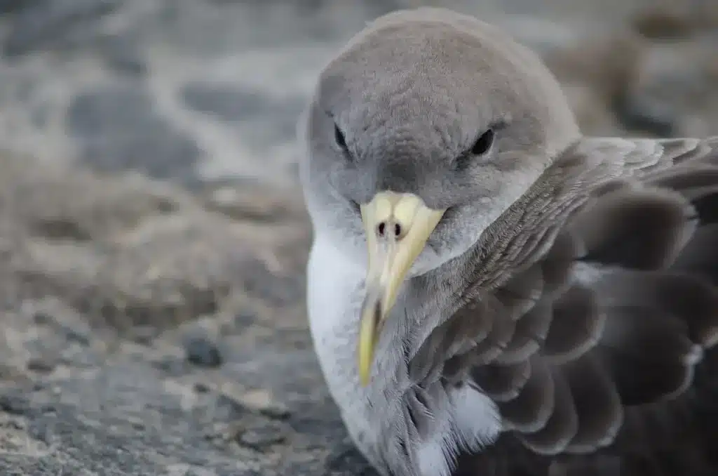 Close up Image of Cory's Shearwaters 