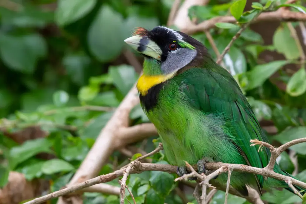 Close-up Image of Fire-tufted Barbet 