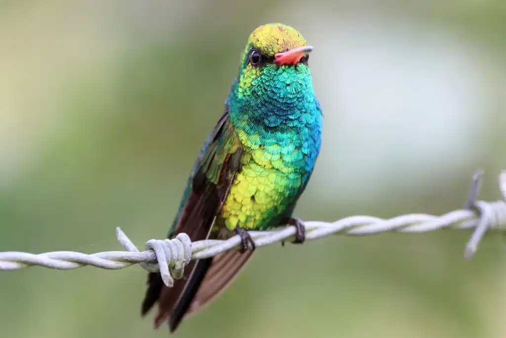Close up Image of Glittering-bellied Emerald 