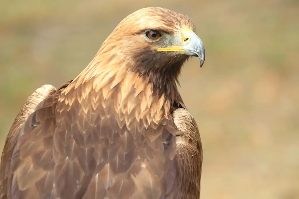Close up Image of Golden Eagle 