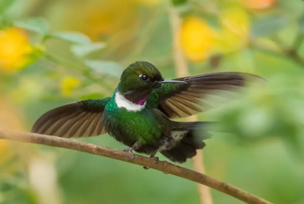 Close up Image of Gorgeted Sunangels