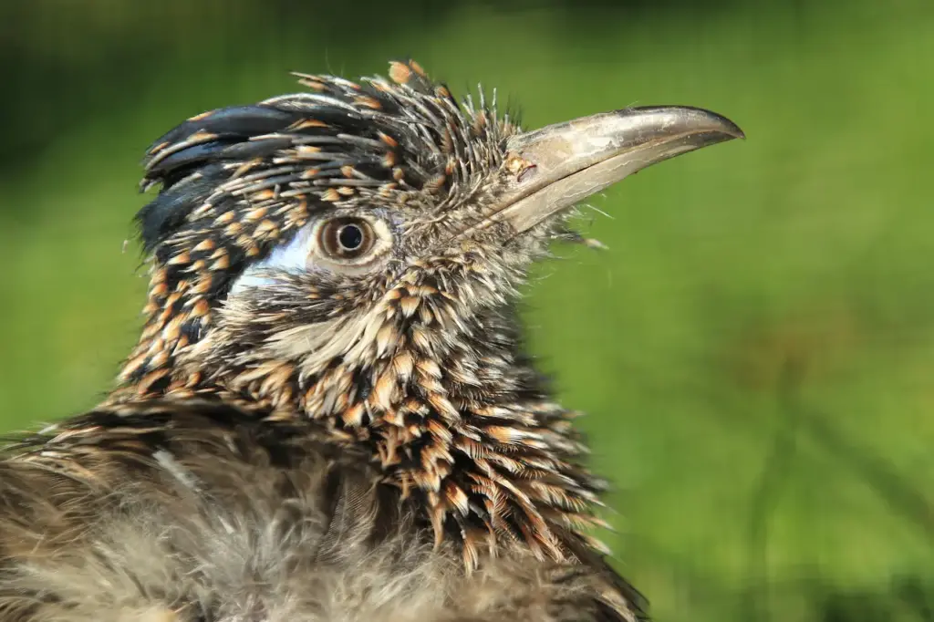 Close-up Image of Greater Roadrunner