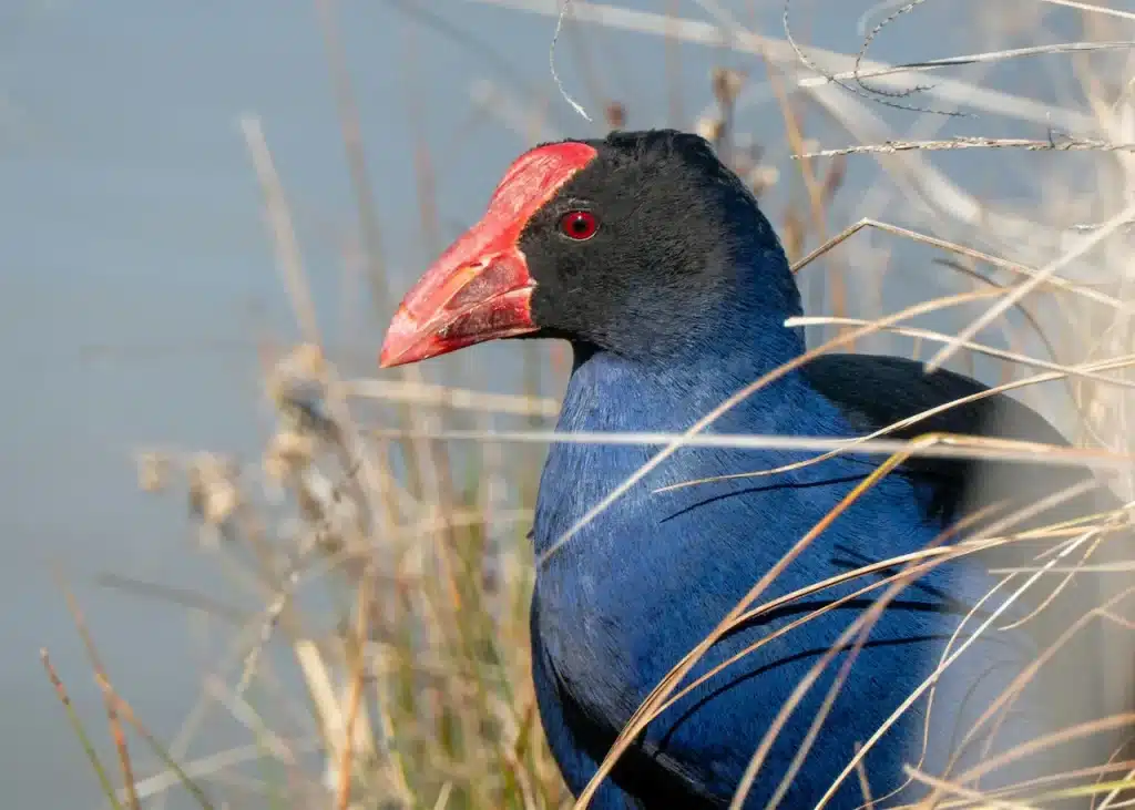 Close-up Image of Réunion Swamphen