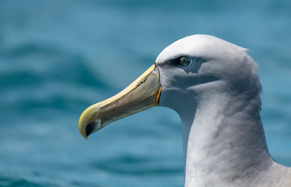 Close up Image of Salvin's Albatross