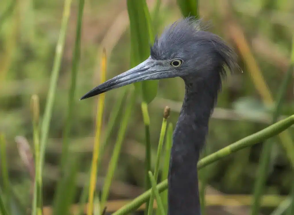 Close up Image of Slaty Egrets