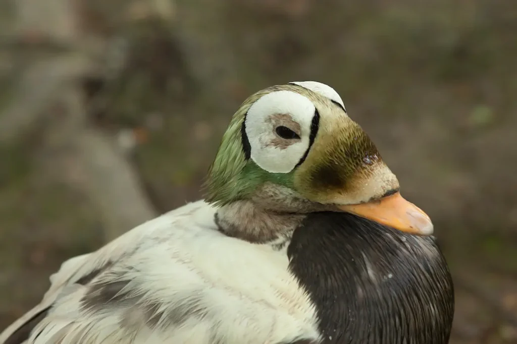 Close up Image of Spectacled Eider