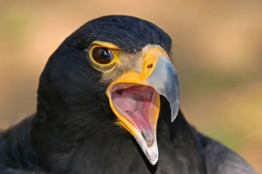 Close up Image of Verreaux's Eagles 