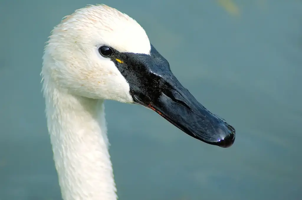 Close up Image of Whistling Swans 