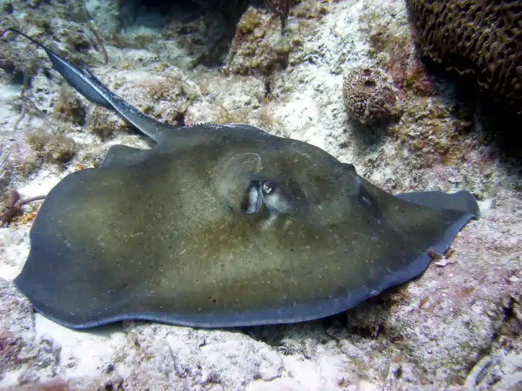 Close up Image of a Stingray