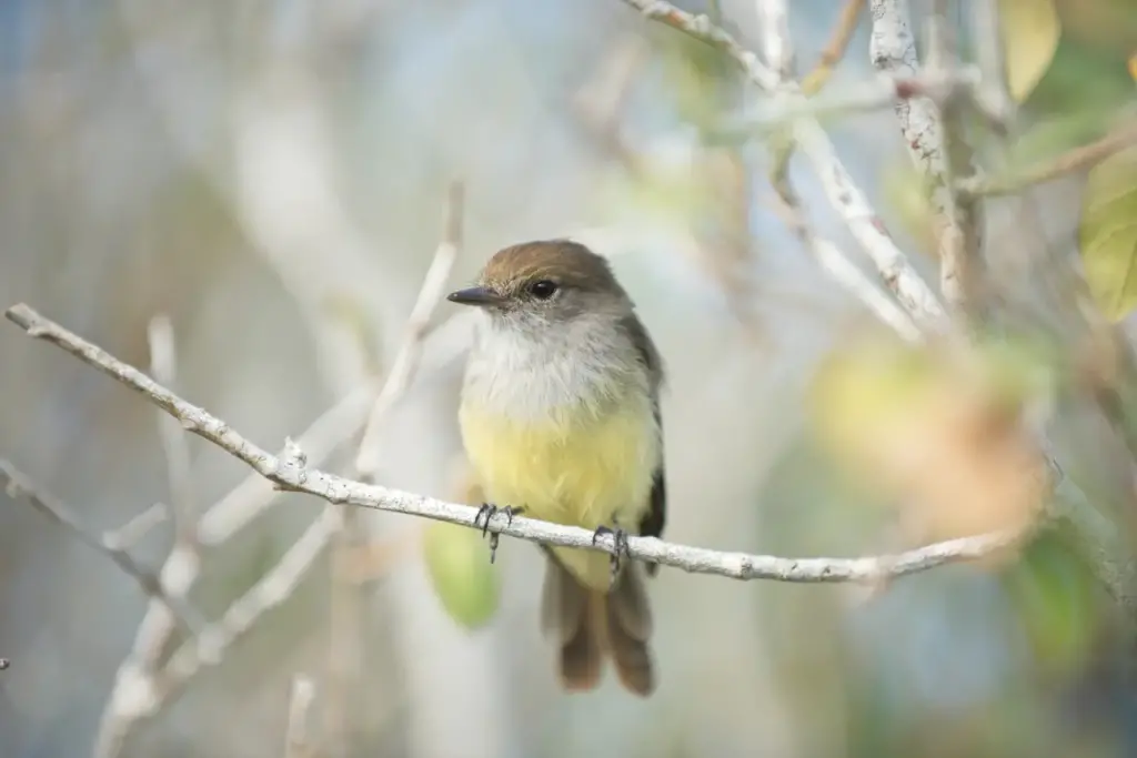 Close up of Galapagos Flycatchers 