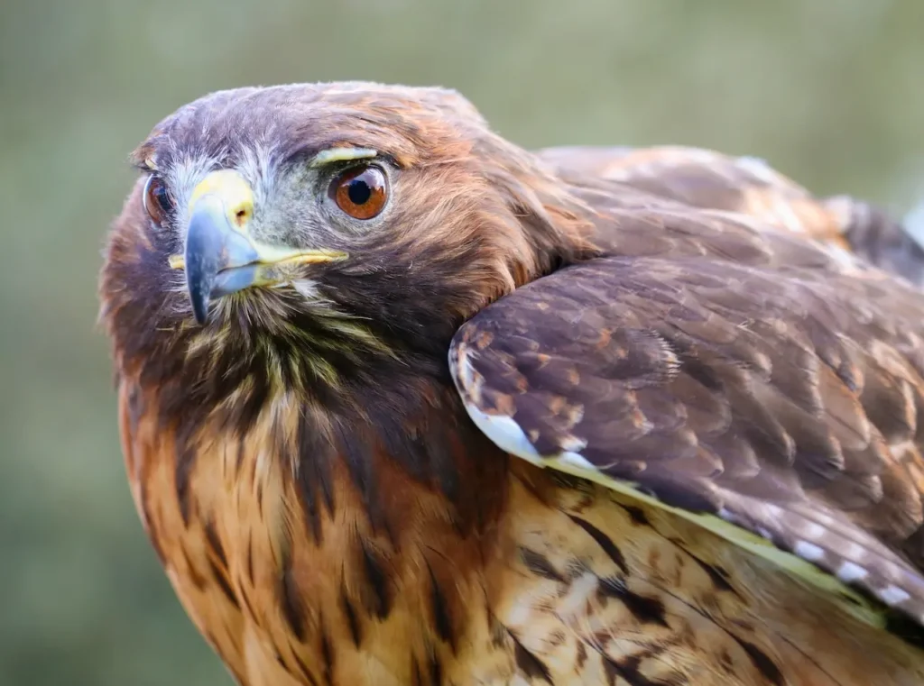 A Close-Up View of the Red-Tailed Hawk’s Face