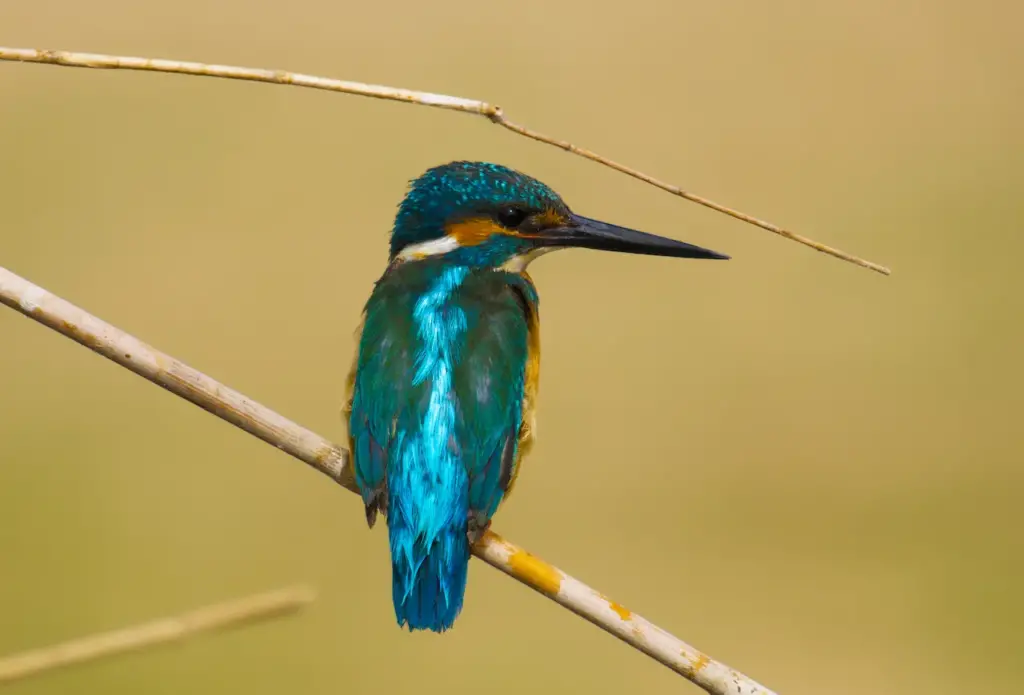 Close up of River Kingfishers 