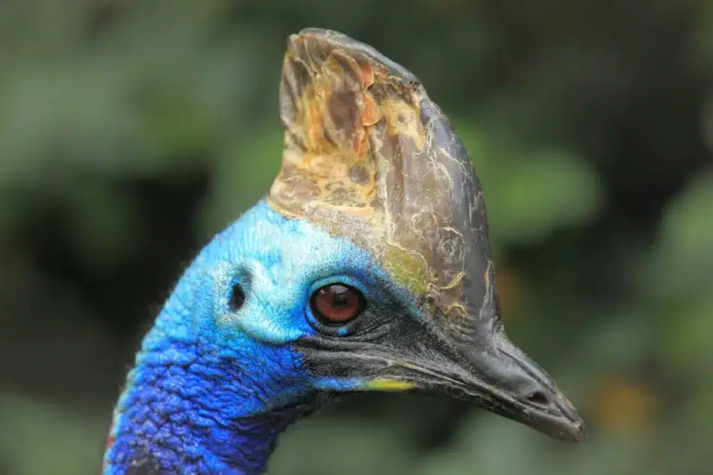 Close up of Southern Cassowary