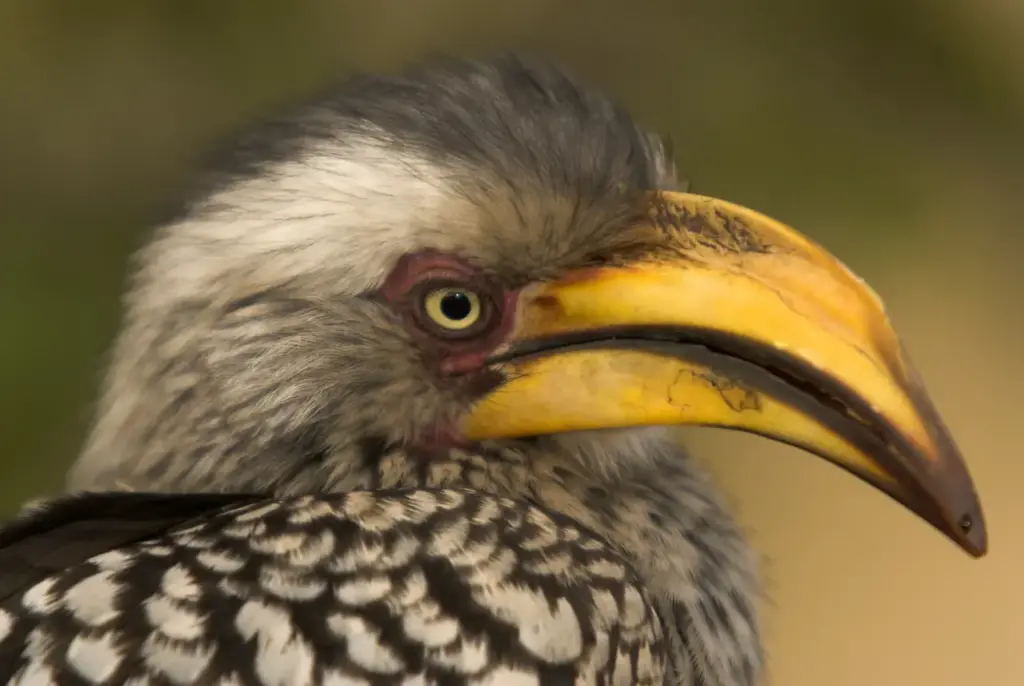 Close up of Southern Yellow-billed Hornbills 