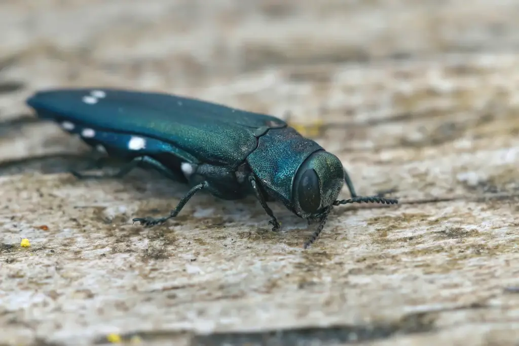 Close up of Splendour Beetle 