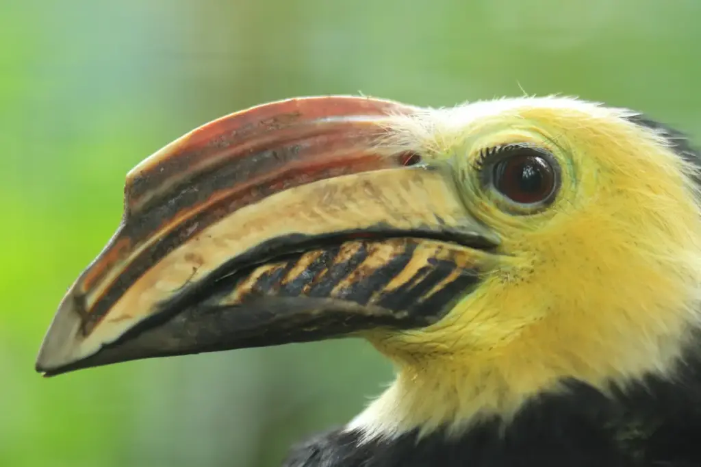 Close up of Sulawesi Tarictic Hornbill 