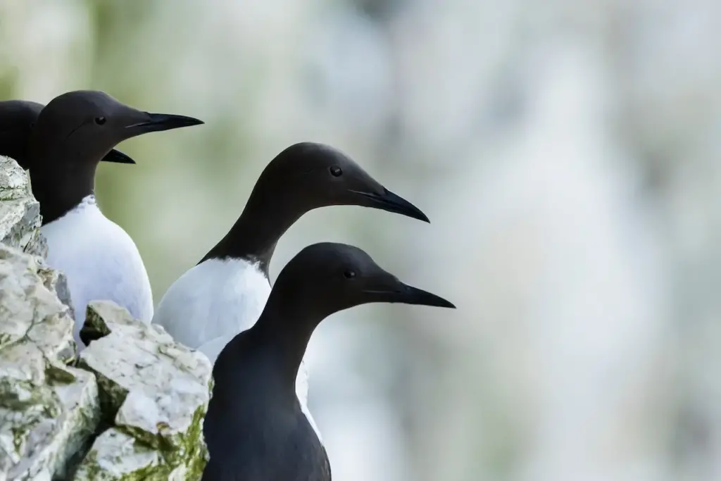 Close up of Thick-billed Murres 