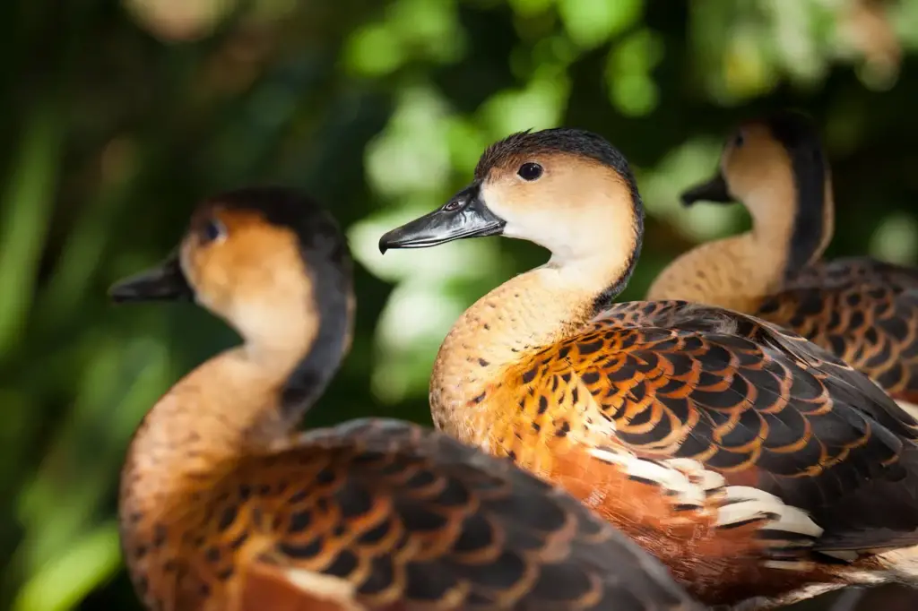 Close up of Wandering Whistling Ducks 