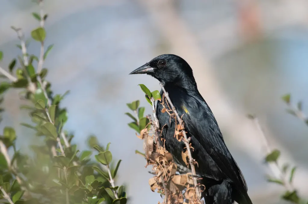 Close up of Yellow-shouldered Blackbirds 