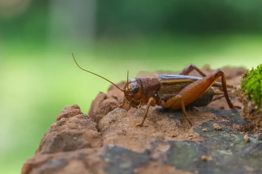 Close up of a House Cricket 