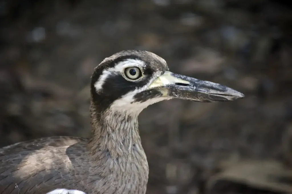 Closeup Image of Beach Stone-curlew