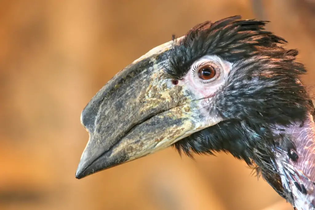 Closeup Image of Bird Trumpeter Hornbills