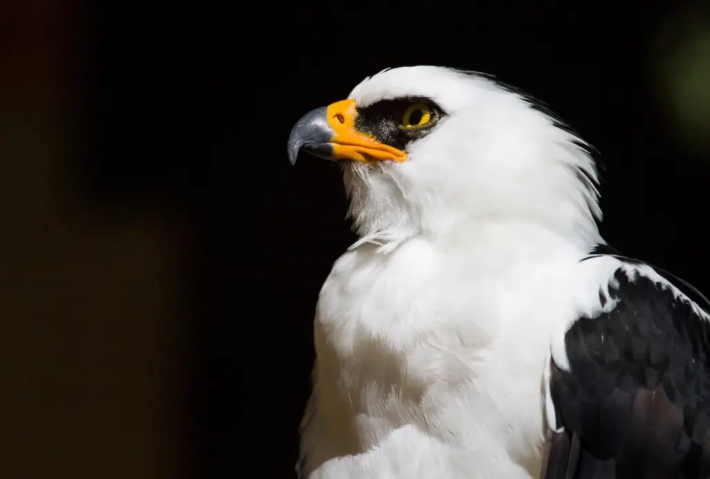 Closeup Image of Black-and-white Hawk-eagles 