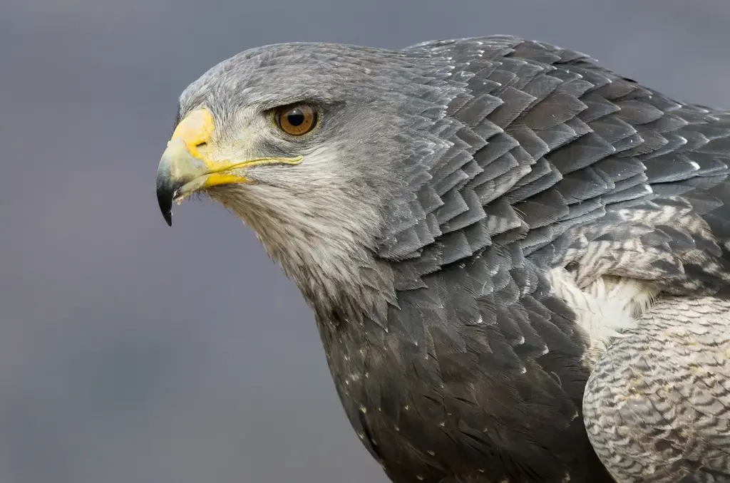 Closeup Image of Black-chested Buzzard-Eagles