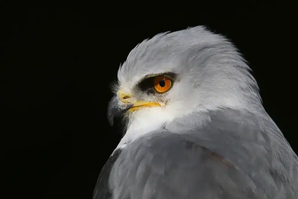 Closeup Image of Black-shouldered Kite 