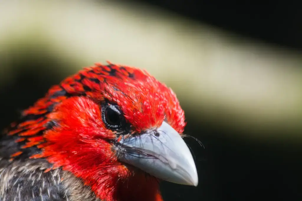 Closeup Image of Brown-breasted Barbet