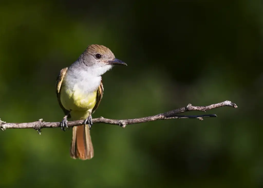 Closeup Image of Brown-crested Flycatchers