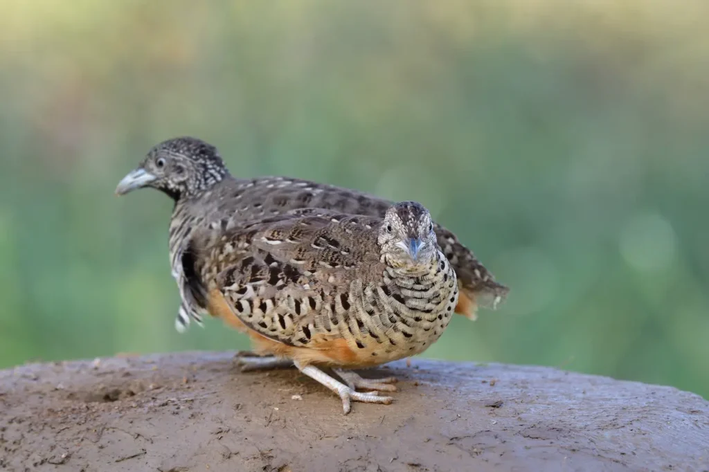 Closeup Image of Buttonquails