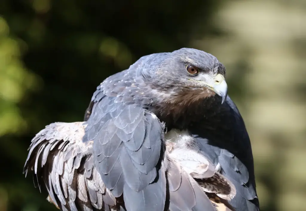 Closeup Image of Chilean Hawks 