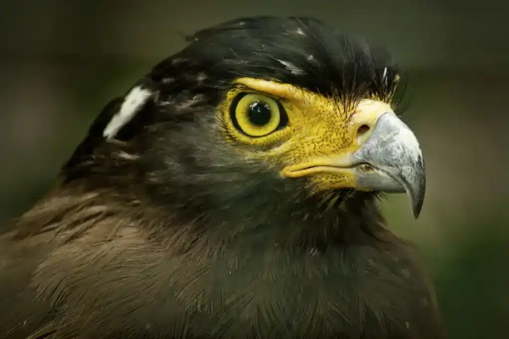 Closeup Image of Crested Serpent Eagles