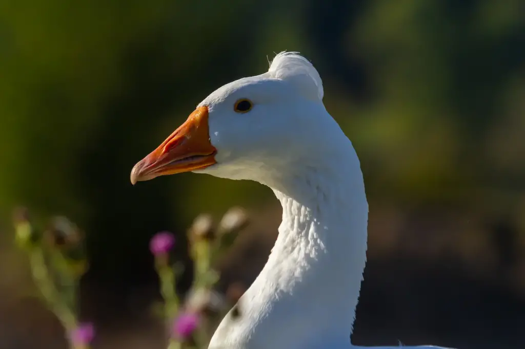 Closeup Image of Domestic Geese 