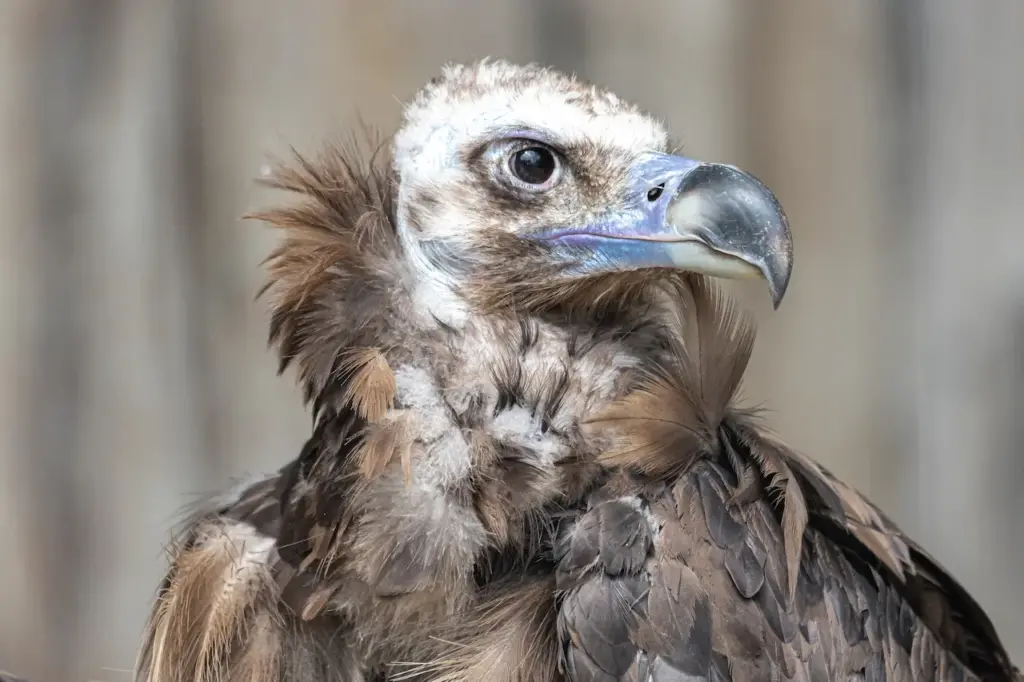 Closeup Image of Eurasian Black Vultures