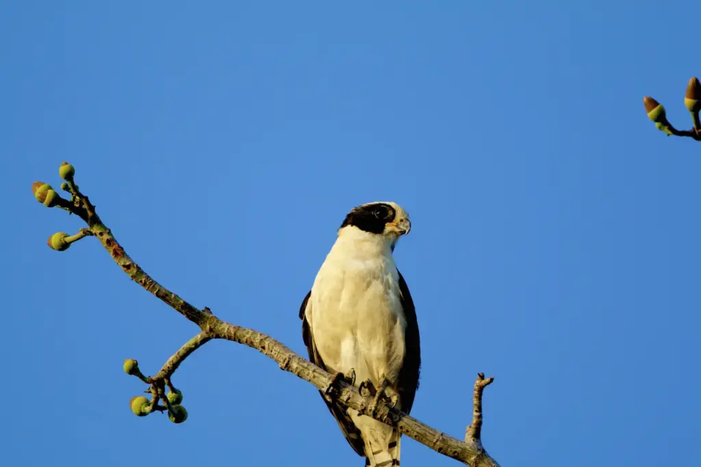 Closeup Image of Laughing Falcons