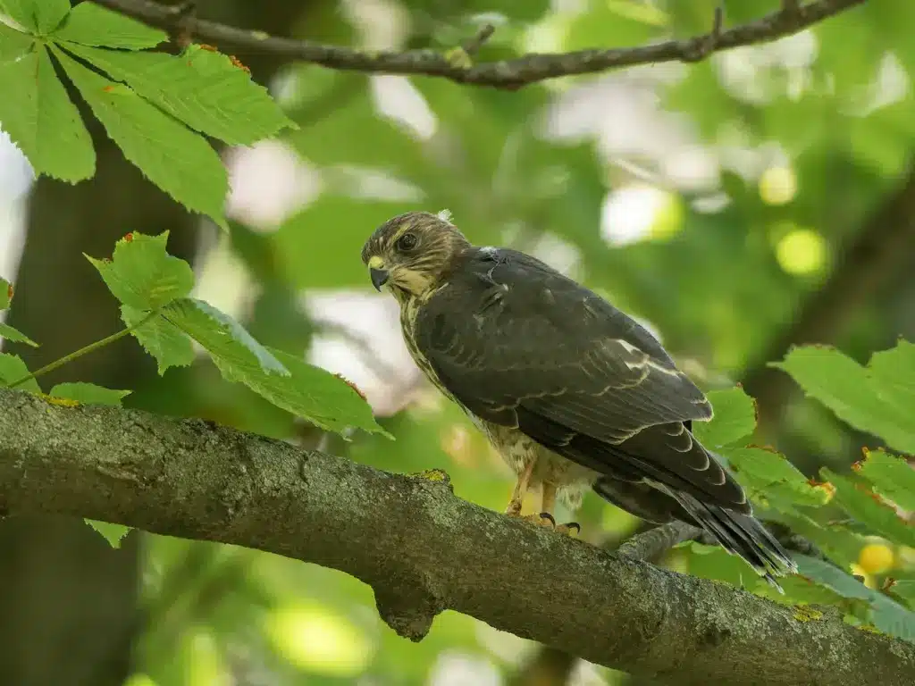 Closeup Image of Levant SparrowHawks
