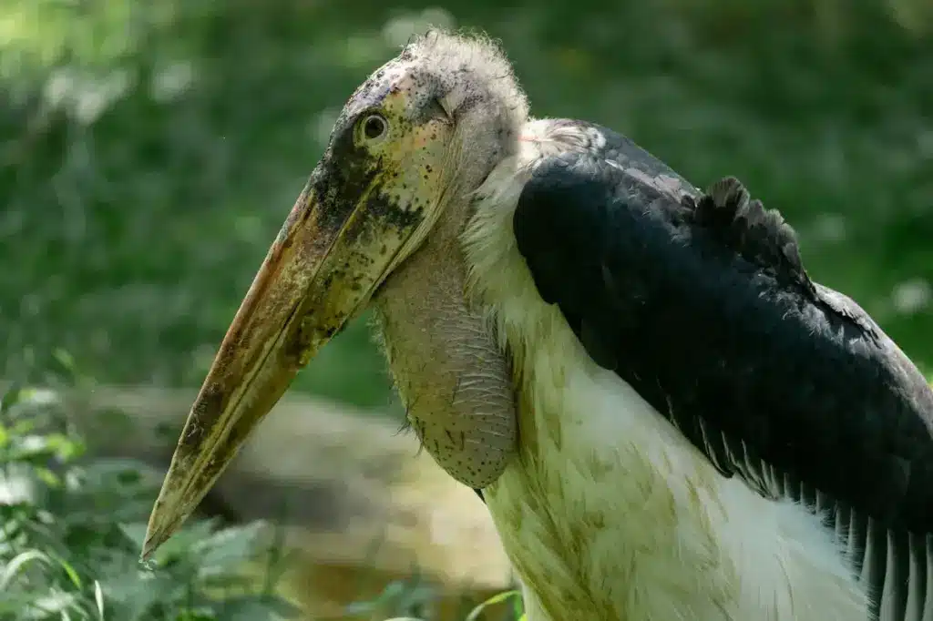 Closeup Image of Marabou Storks
