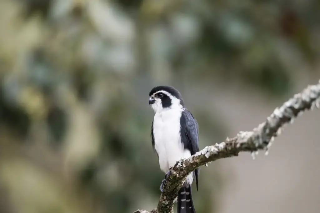 Close-up image of the Pied Falconet 