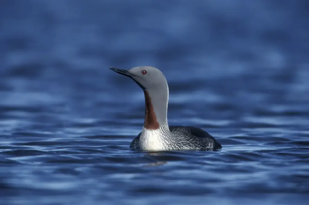 Closeup Image of Red-Throated Divers