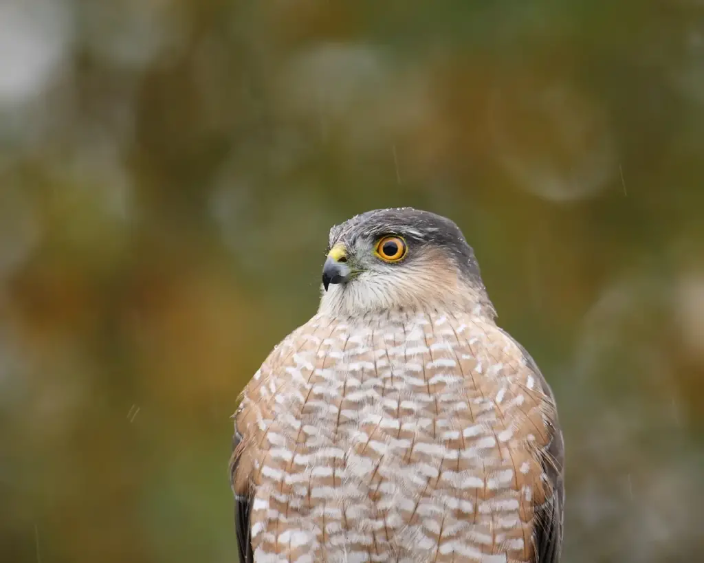 Closeup Image of Sharp-shinned Hawk 