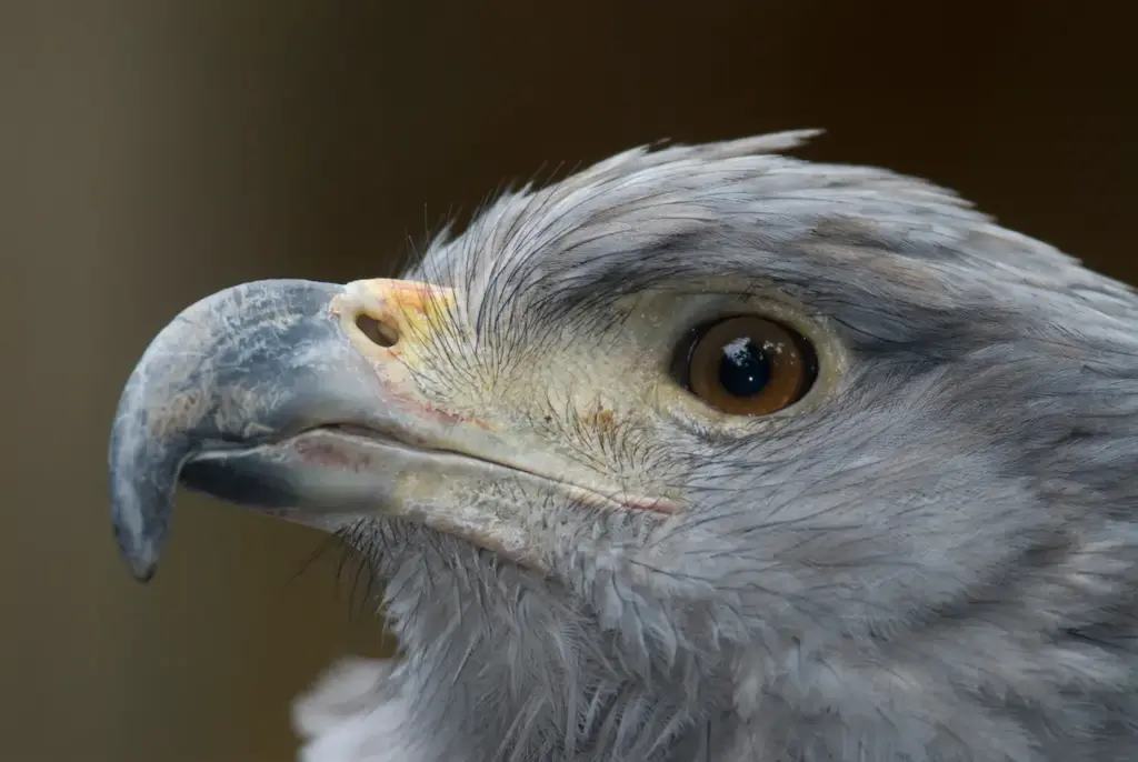 Closeup Image of Solitary Eagle