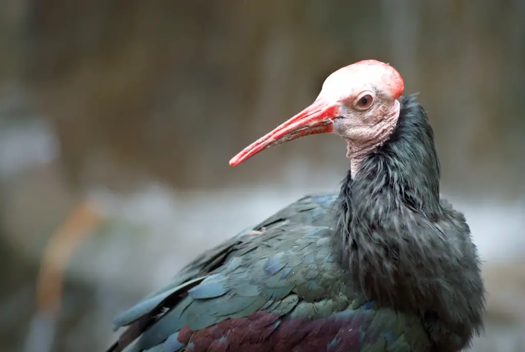 Closeup Image of Southern Bald Ibis 
