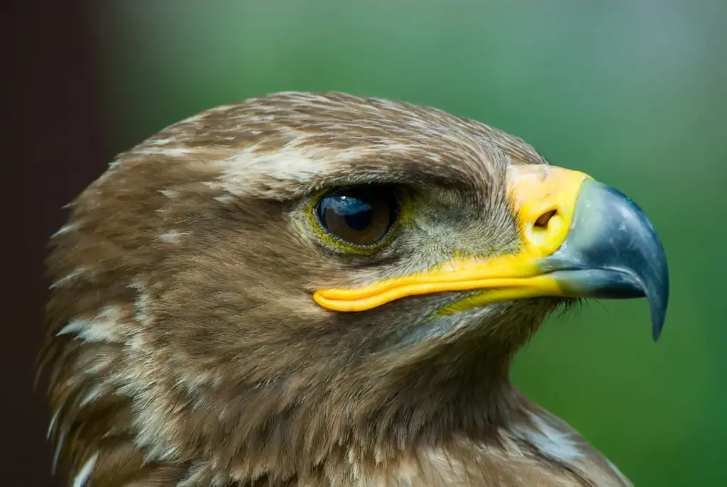 Closeup Image of Steppe Eagles