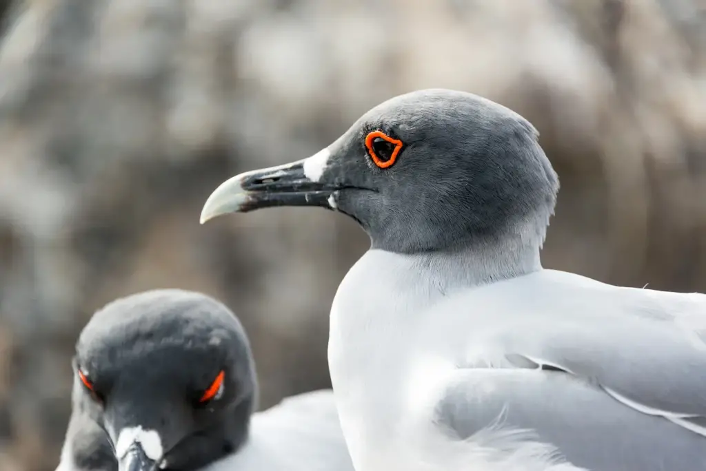 Closeup Image of Swallow-tailed Gull