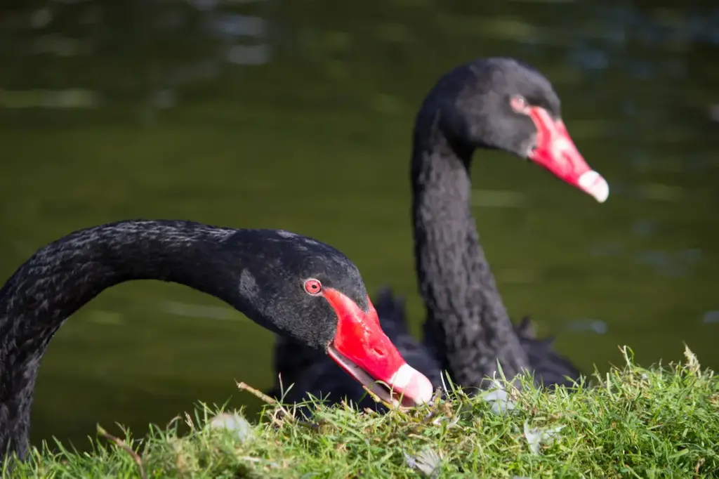 Closeup Image of Two Black Swans 