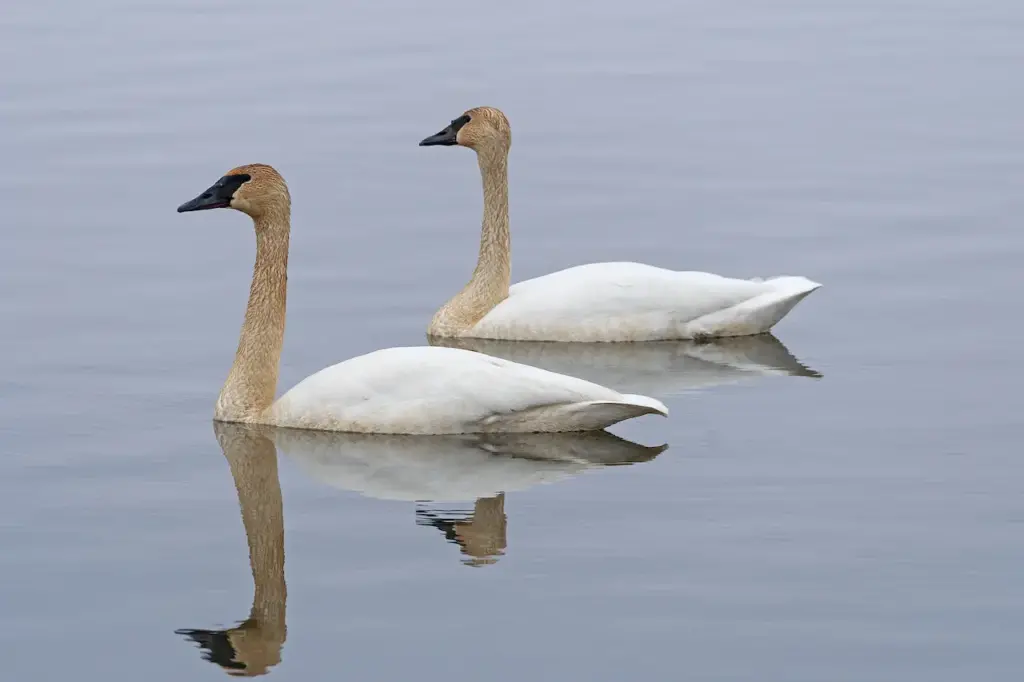 Closeup Image of Two Tundra Swans