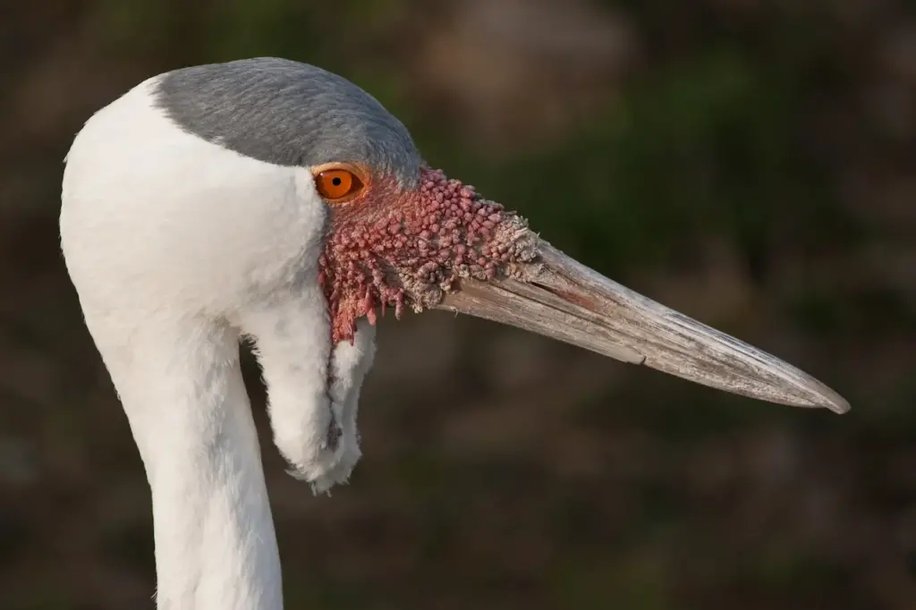 Closeup Image of Wattled Crane 